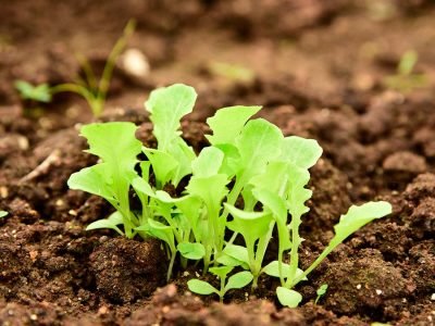 Horta - Alface - Crédito: shutterstock