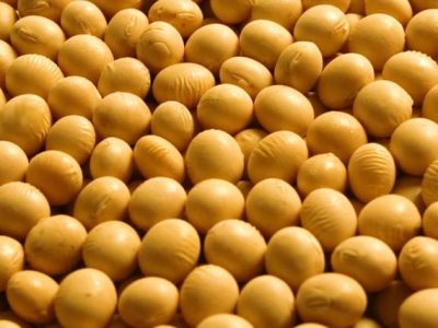 Há várias opções de tratamento para a soja, e os nematicidas estão entre as mais promissoras - Crédito Fernando Gomes