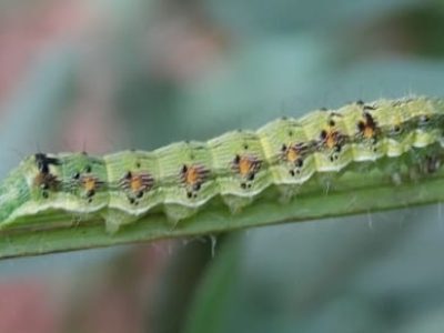 Helicoverpa Armigera 05 (soja) - Crédito Paulo Saran