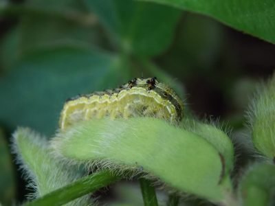 Helicoverpa armigera