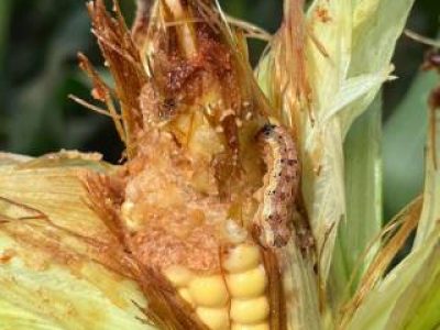 Helicoverpa em milho VIP (Telefone)