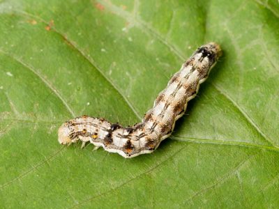 Helicoverpa_Armigera