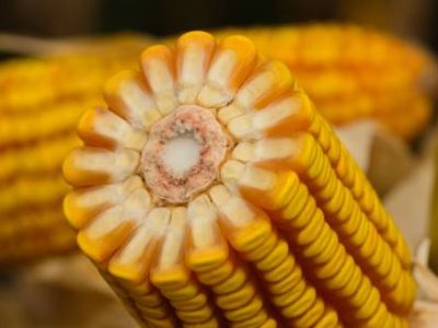 Hibrido-Forseed--1- (Telefone)