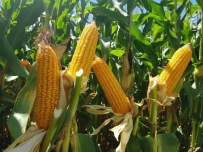 Híbrido-de-milho-de-verão-Brevant