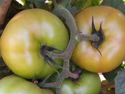 Tomate Garra F1 - Agristar do Brasil