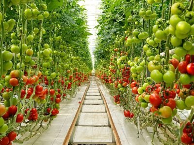 Tomate hidropônico - Créditos: Shutterstock