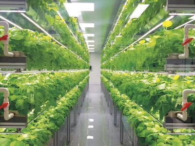 Hidroponia Vertical - Foto: Arquivo