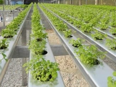 Hidroponia 122 - Crédito Jorge Barcelos