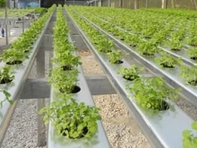 Hidroponia 122 - Crédito Jorge Barcelos