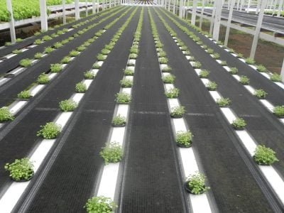 Hidroponia 169 (Agrião em fibra de coco) - Crédito Weber Velho (02 - 2019)