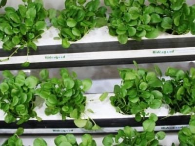 Hidroponia - Crédito Ana Maria Vieira Diniz