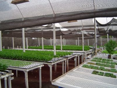 Hidroponia reduz o consumo de água em 70% - Crédito Alinor