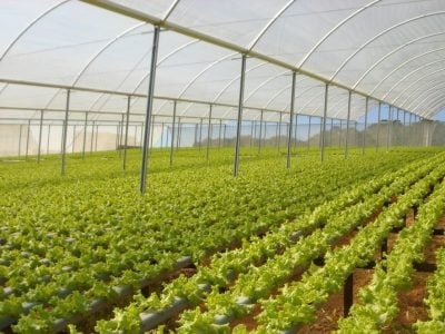 Hidroponia-59-Crédito-Dynacs-04-2017-1024x768-1