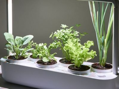 Horta - Foto: Divulgação