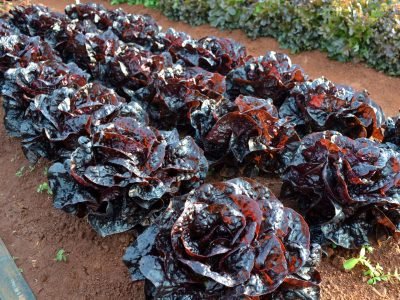 Hortaliças-Gourmet-2-Crédito-Sérgio-Donófrio