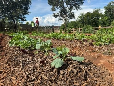 Fazenda Urbana, em Aparecida de Goiânia, faz plantio em rotação de culturas para usufruto dos futuros moradores do condomínio
Raquel Pinho