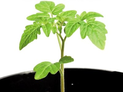 Hortifrúti abril 2011