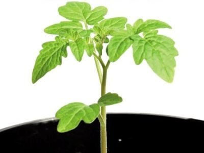 Hortifrúti abril 2011