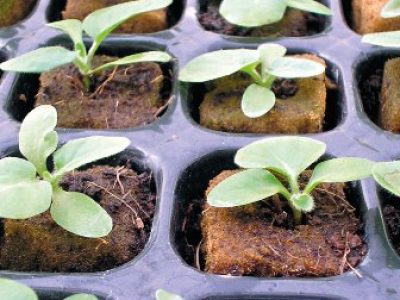 Hortifrúti abril 2012