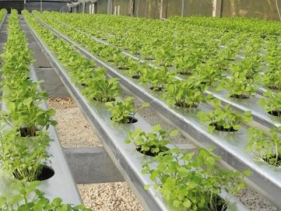 Hortifrúti agosto 2011