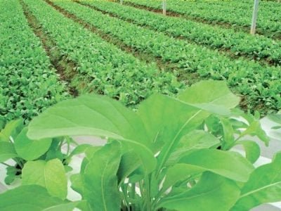 Hortifrúti janeiro 2011