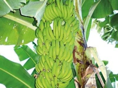 Hortifrúti janeiro 2012