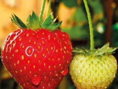 Hortifrúti maio 2012