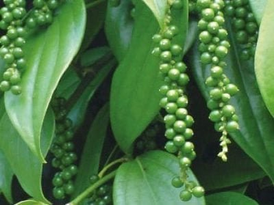 Hortifrúti novembro 2012