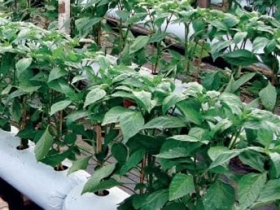 Hortifrúti outubro 2012