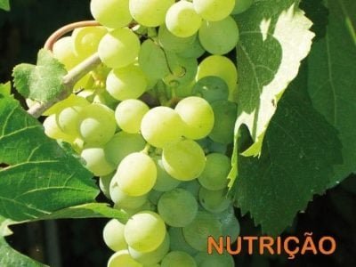 Hortifrúti setembro 2011