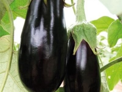 Hortifrúti setembro 2012