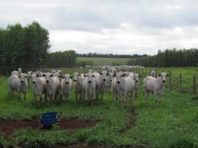 ILPF-03-Inicio-da-germinação-do-capim.-Importante-deixar-30-metros-de-area-livre-nas-divisas-de-pastos-para-que-o-ga-Crédito-José-Albino-Zacarin