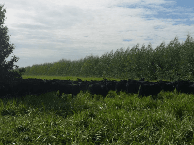 ILPF permite trabalhar com diferentes atividades - Crédito Edemar Moro