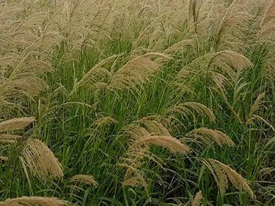 Infestação de capim amargoso em área de cultivo agrícola