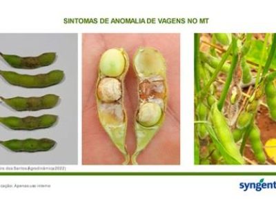 IMAGEM_03_syngenta-na-vanguarda-dos-estudos-sobre-anomalias-de-vagens-da-soja-e-quebramento-de-haste