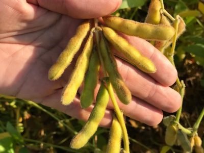 Soja - Créditos Brasmax