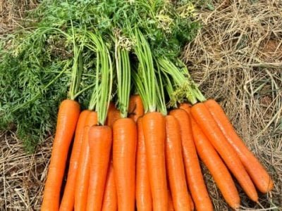 Cenoura Solar F1, da TSV Sementes
Agristar do Brasil