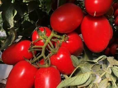 IMG-20260205-WA0068(1) (Pequeno)