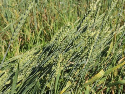 IMG_0727 Silagem de Trigo é tema de nova edição do Informe Agropecuário (Pequeno)