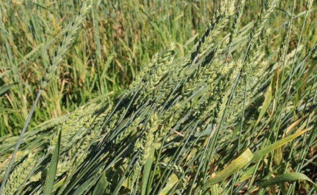 IMG_0727 Silagem de Trigo é tema de nova edição do Informe Agropecuário (Pequeno)