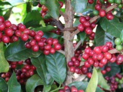 IMG_7153-Foto-Erasmo-Pereira