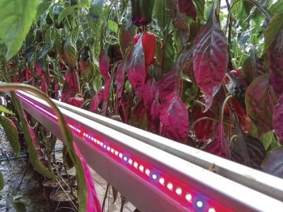 Iluminação - Fotos: Simone Mello