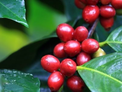 Qualidade do café da próxima safra começa com planejamento?