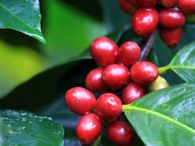 Qualidade do café da próxima safra começa com planejamento?