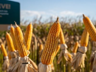 Imagem-do-WhatsApp-de-2024-07-10-as-13.36.41_bf544e6e-Telefone