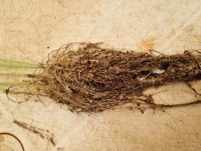 Infestação de nematoides nas raízes da soja em lavoura no Mato Grosso