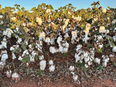 Imagem do WhatsApp de 2025-07-17 à(s) 08.37.19_7622dc7a