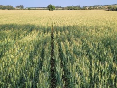 Divulgação Superbac