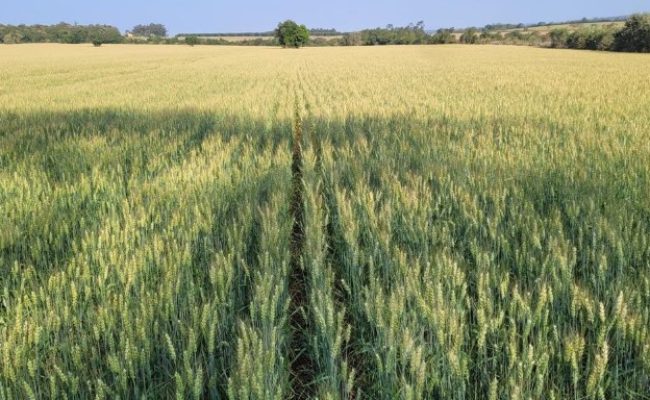 Divulgação Superbac