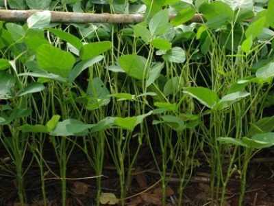 Para melhorar a atividade fisiológica das plantas